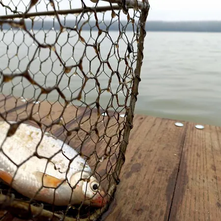 Bora Kuce Na Reci בלגרד